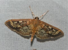 Herpetogramma thestealis