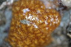 Botryllus schlosseri
