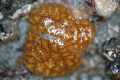 Botryllus schlosseri
