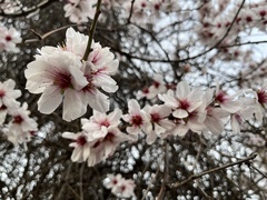 Prunus