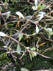 Alternanthera philoxeroides