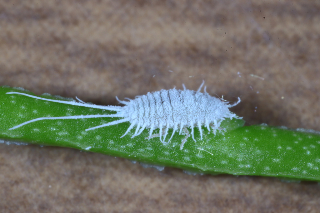 long-tailed mealybug in February 2023 by mistycal · iNaturalist