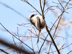 Aegithalos caudatus trivirgatus