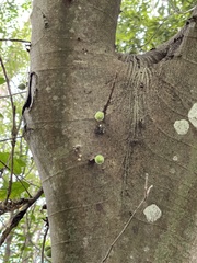 Ficus coronata