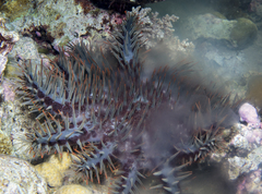 Acanthaster