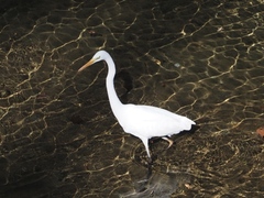 Ardea alba alba