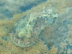 Dolabrifera nicaraguana