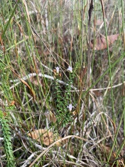 Epacris pulchella