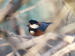 Sittiparus varius varius