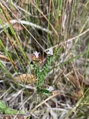 Epacris pulchella