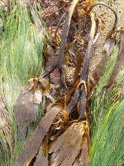 Eisenia arborea