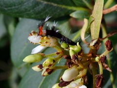 Lasiocampoidea