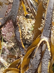 Eisenia arborea