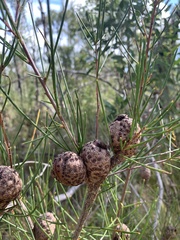 Hakea actites