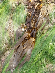 Eisenia arborea