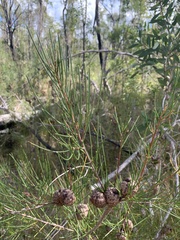 Hakea actites