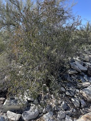 Pleradenophora bilocularis