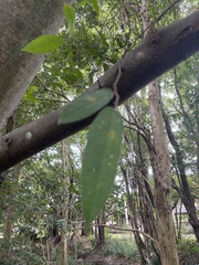 Ficus coronata