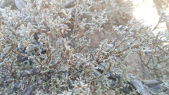 Tetraena chrysopteros