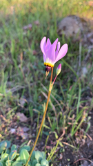 Primula clevelandii