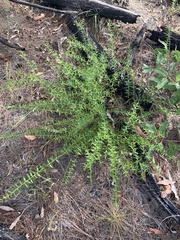 Daviesia umbellulata