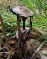 Coprinus comatus