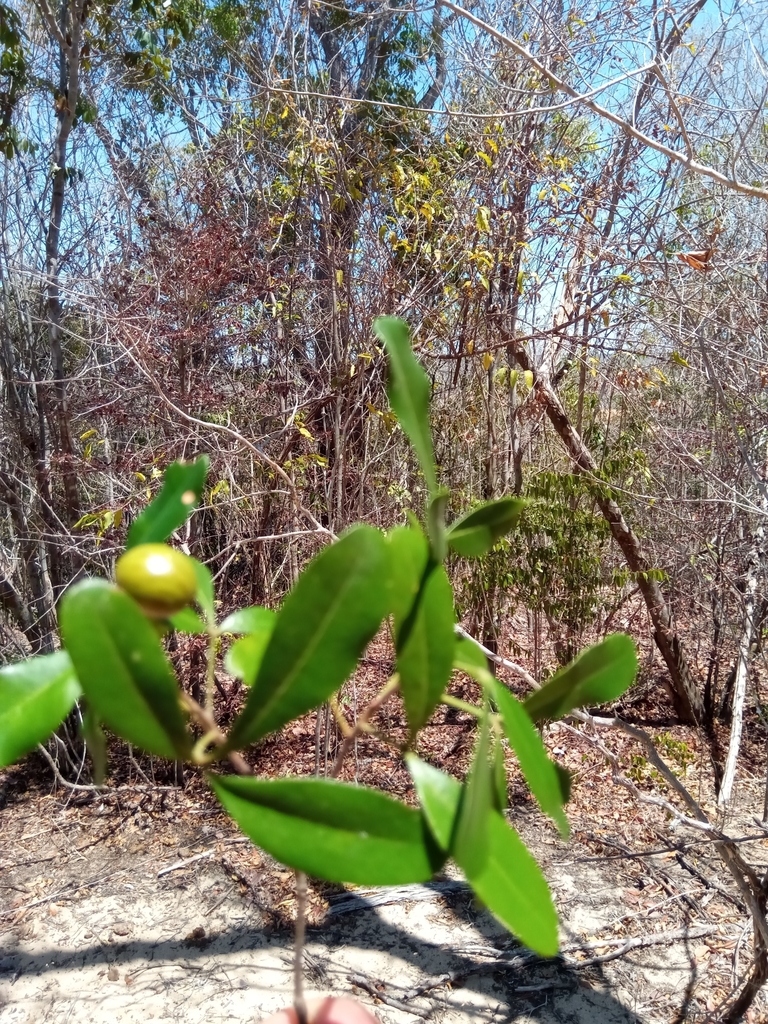 Malleastrum antsingyense