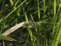 Catopyrops florinda