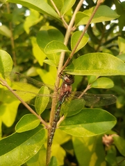 Rhionaeschna