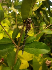 Rhionaeschna
