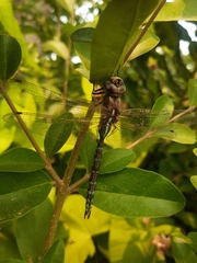 Rhionaeschna