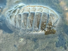 Chiton stokesii