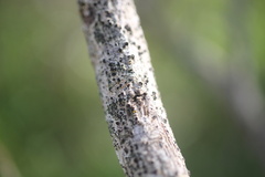 Caliciaceae