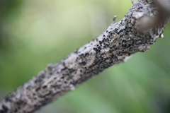 Caliciaceae