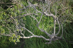 Caliciaceae