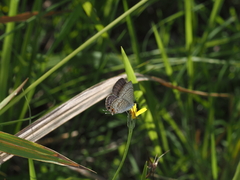 Catopyrops florinda