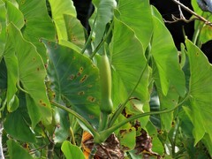 Montrichardia