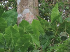Montrichardia