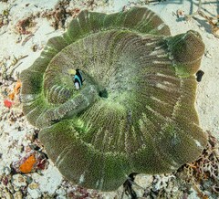 Stichodactyla