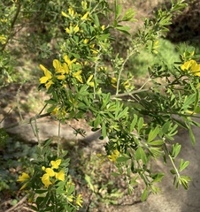 Genista monspessulana