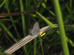 Catopyrops florinda