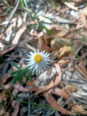 Helichrysum leucopsideum
