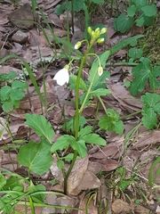 Cardamine californica