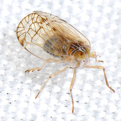 Oeclidius nanus