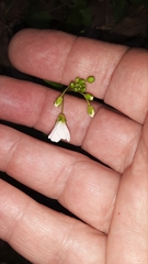 Cardamine californica