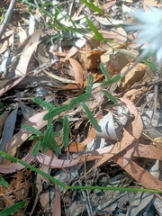Helichrysum leucopsideum