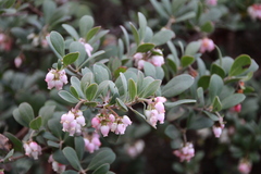Arctostaphylos × media