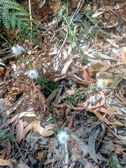 Helichrysum leucopsideum