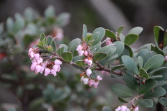 Arctostaphylos × media