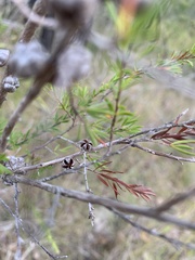 Leptospermum juniperinum